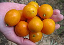 Podivn citrusov ovoce, co se jedlo i se ?lupkou