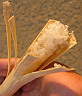 Sticky rice, pln?n v bambusu