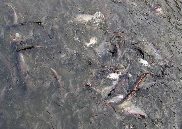 Krmen ryb v Chaopraye - voda sejen vlnila