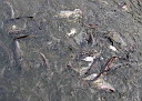 Krmen ryb v Chaopraye - voda sejen vlnila