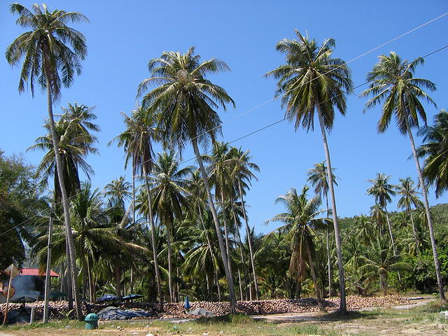 Cel ostrov ?ije jen z turistiky a zpracovn kokos?