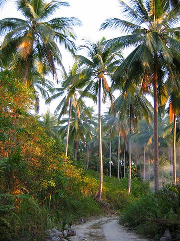 Zpad slunce v palmovm hji