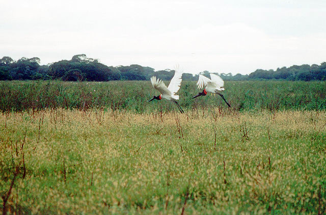 Ptk ..., co je ve znaku Pantanalu