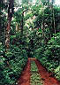 Cesta pralesem [Foz do Iguacu])