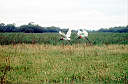 Ptk ..., co je ve znaku Pantanalu