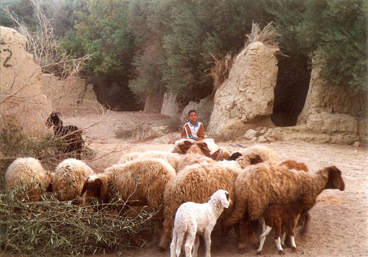 Stdo ovc a koz
