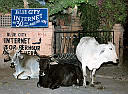 Ulice pln krav a jejich exkremnt? kontrastuj s modern komunika?n infrastrukturou