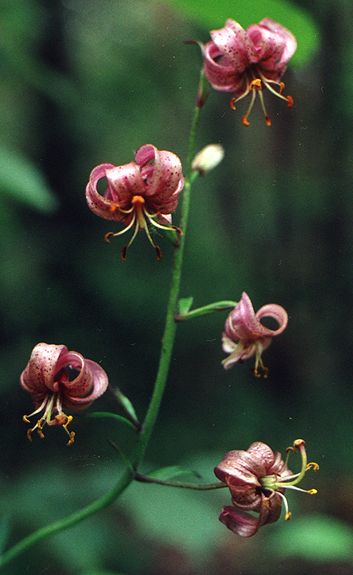 Orchidej [Wigiersky P.N.]
