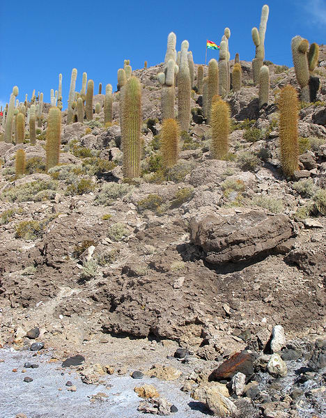 Kaktusy na Isla del Pescado
