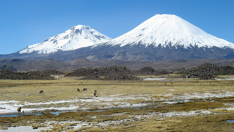 Alpaky u Parinacota a Pomerape