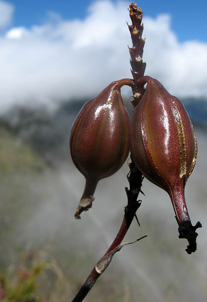 Plody orchideje