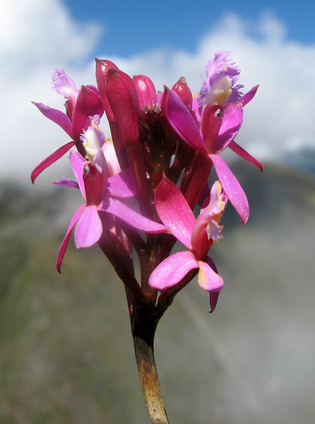 Jin orchidej